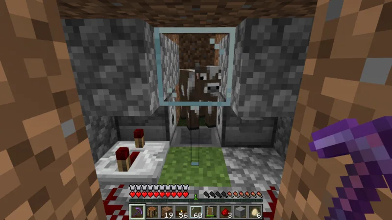 A cow inside the processing chamber seen through the glass A cow inside the processing chamber seen through the glass