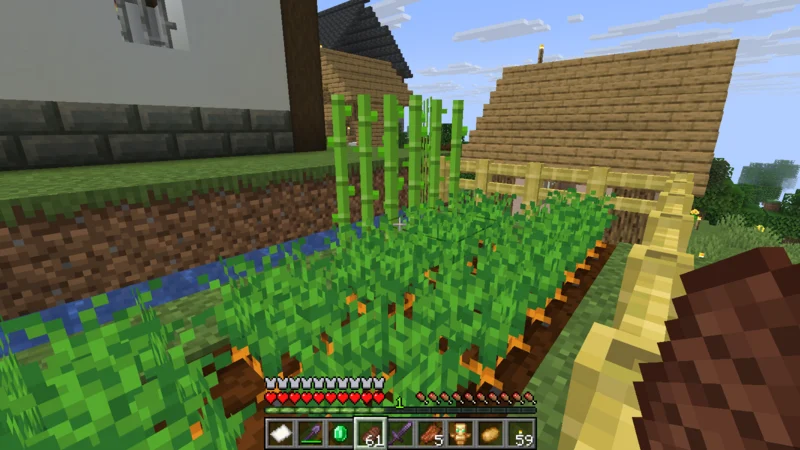 A small sugar cane plot beside a waterway in the castle town